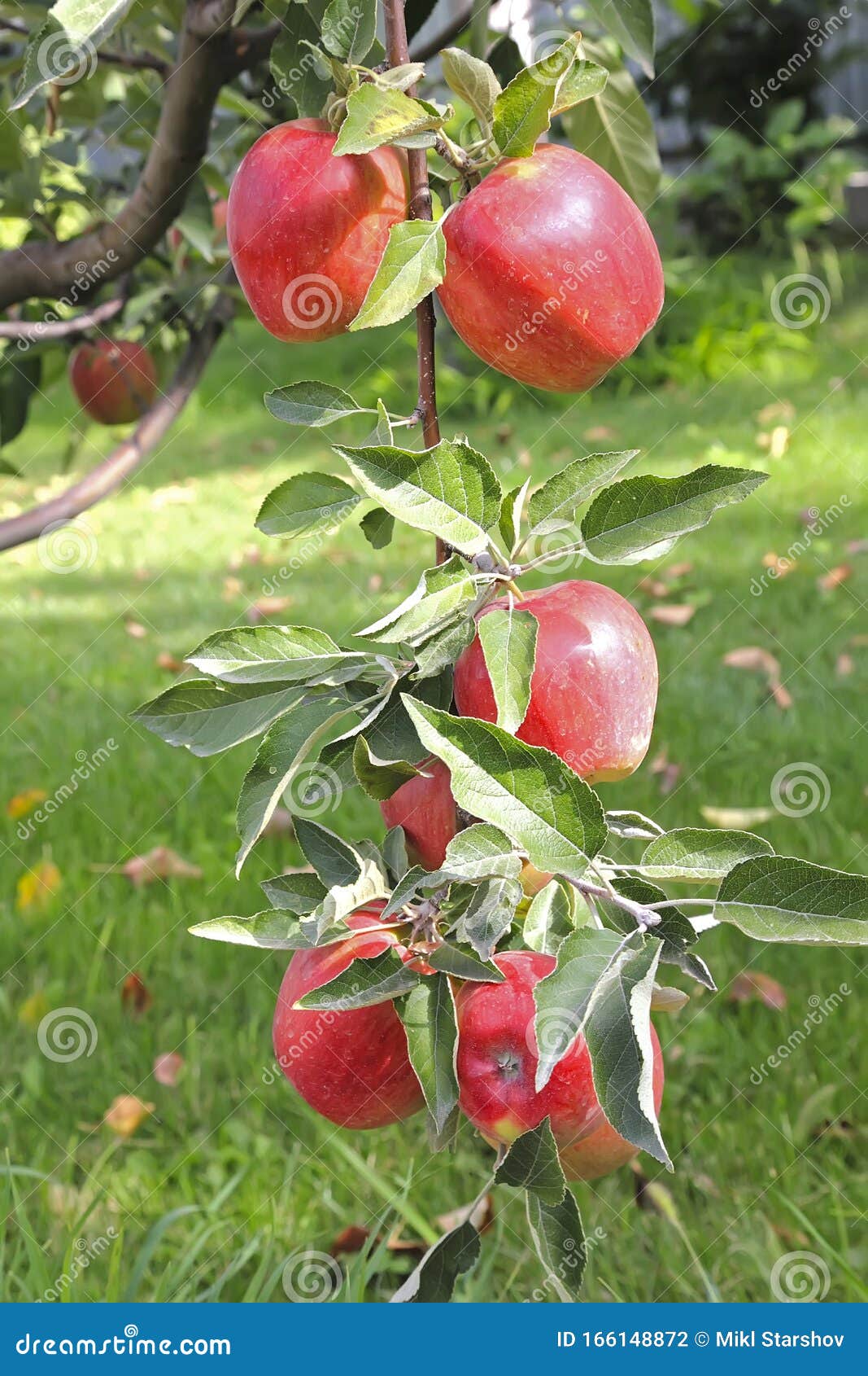 apples kandil-synap hang on a branch.